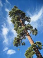Pine tree, Big Bear lake