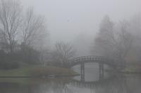 Morning Mist in Japanese Garden
