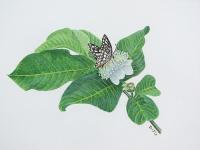 Butterfly on a guava bloom