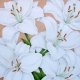 White Lilies