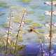 Humming Bird on Pond with Lupine