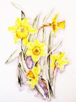 daffodil