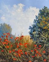 Coquelicots