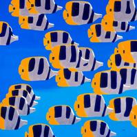 Butterfly Fish