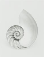 Chambered Nautilus