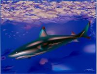 Shark