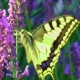 Butterfly, Butterfly, where have you been?