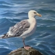 Seagull