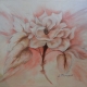 White Rose with Pink Highlights